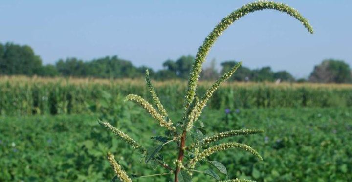 New bioherbicide controls glyphosate-resistant weeds