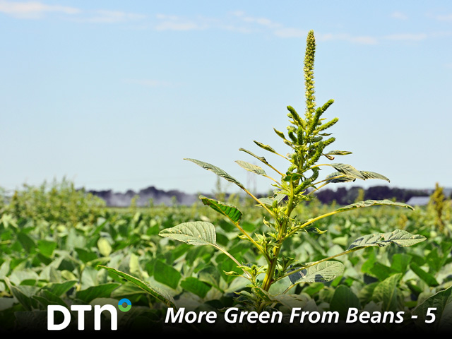 Soybean Growers Look Beyond Chemicals to Fight Weeds