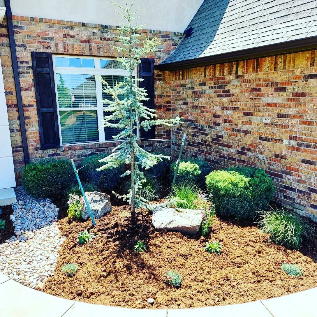 Front yard landscape installation with evergreen tree and mulch beds in Oklahoma