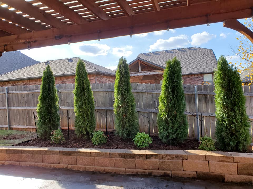 Privacy tree planting landscape installation along backyard fence in Oklahoma